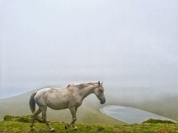 Horse walking above lake