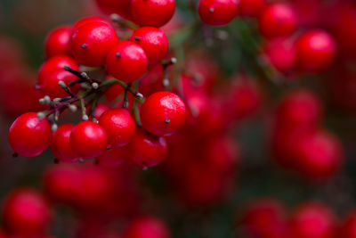 Close-up of red berries growing on tree