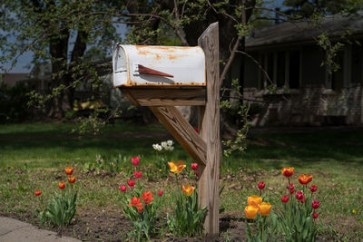 Mailbox by flowering plant