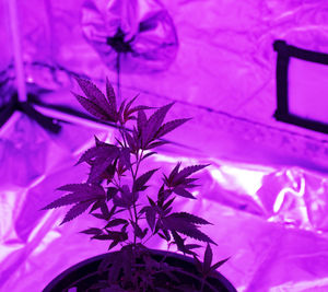 Close-up of purple flowers