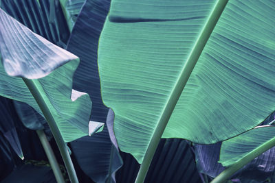 Tropical banana leaf texture, large palm foliage nature bright green background with toning