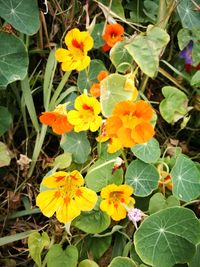 High angle view of yellow flowering plants