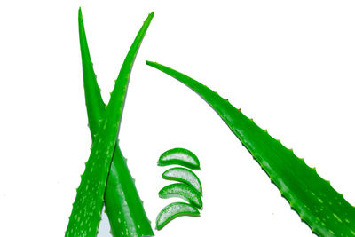 Close-up of cactus growing against white background