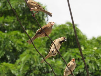 Birds  on a tree