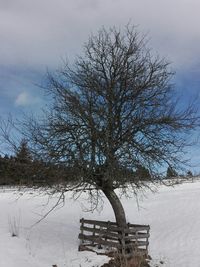 Bare tree on snow covered landscape against sky