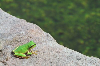 High angle view of insect on rock