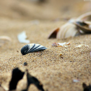 Close-up of shells on ground