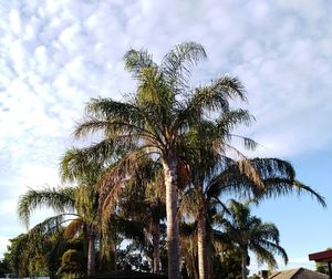 Low angle view of palm trees against sky