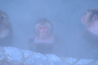 Close-up of jellyfish in snow