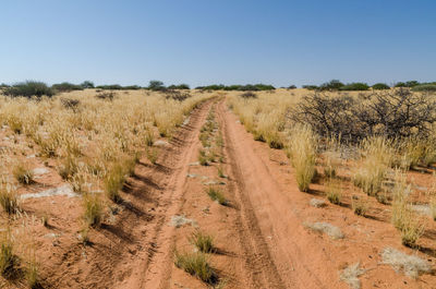 Scenic view of field against clear sky