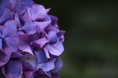 Close-up of purple hydrangea flowers