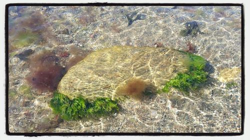 Plants on rocks