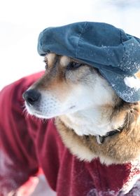 Close-up of dog looking away