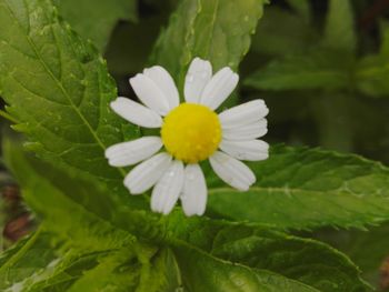 Close-up of white flowering plant