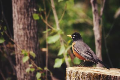 Close-up of bird perching on tree trunk