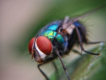 Close-up of insect