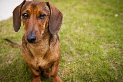 Portrait of a dog