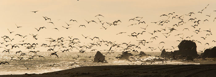 Flock of birds flying over land
