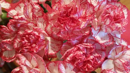 Full frame shot of red dahlia