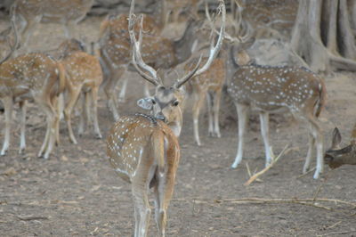 Deer standing on field in forest