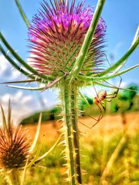 Close-up of flowering plant on field against sky