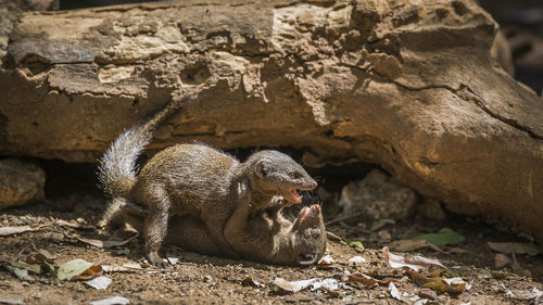 View of monkey on rock