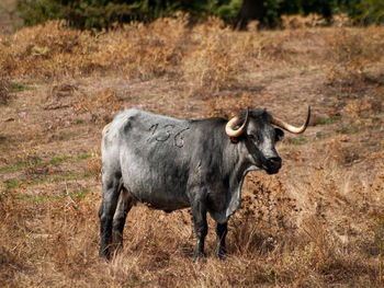 Portrait of horse standing in field