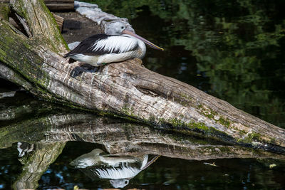 Close-up of gray heron perching on tree by lake