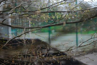 Close-up of bare trees in water