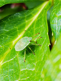 Close-up of insect on leaf