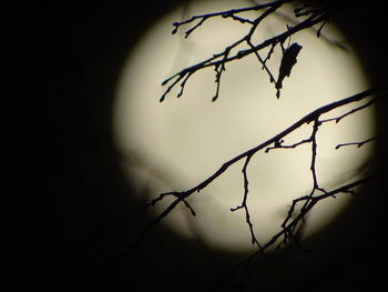 Close-up of silhouette branches against sky