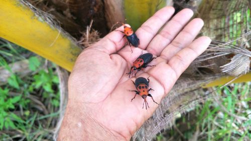 Close-up of insect on hand