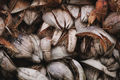 Coconut skin or coconut husk