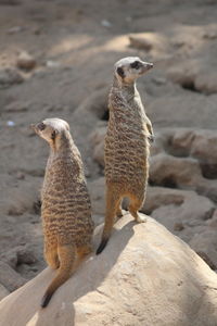 Meerkats on the look out