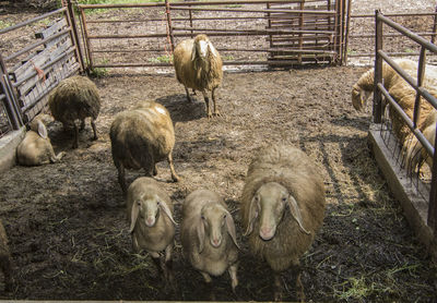 High angle view of sheep in pen