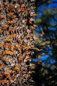 Close-up of bee on tree