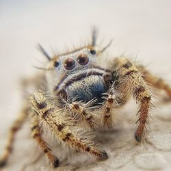 Close-up of spider