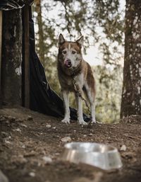 Portrait of dog on tree