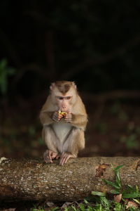 Wild monkeys are lounging and eating on the ground. in khao yai national park, thailand