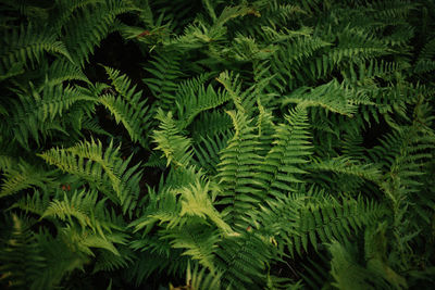 Close-up of green leaves