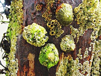 Plants growing on a tree