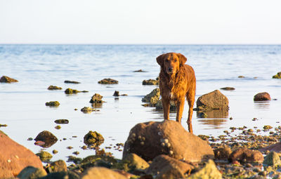 Dog standing on rock by sea against sky