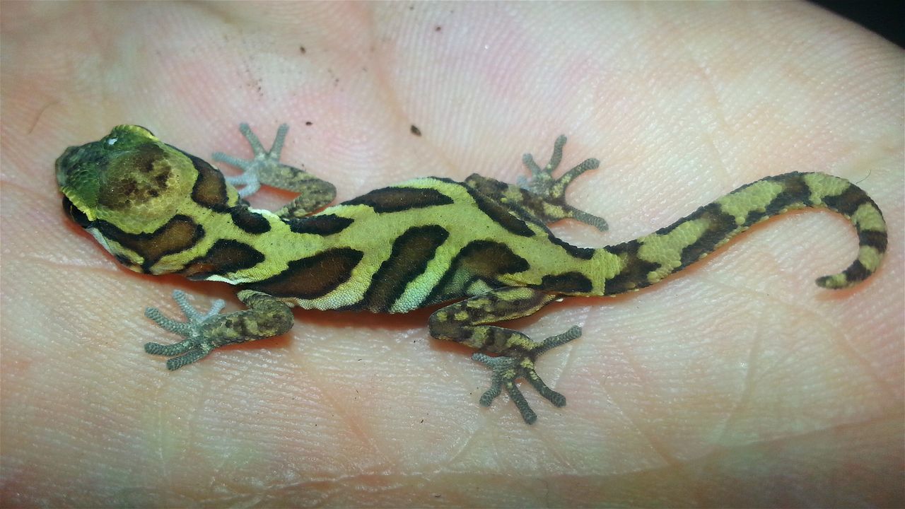 CLOSE-UP OF HAND ON GREEN LEAF