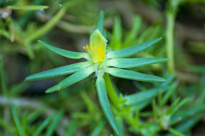 Close-up of yellow flower