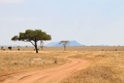 Trees on field against clear sky