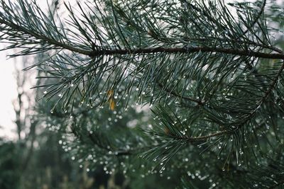 Close-up of raindrops on pine tree