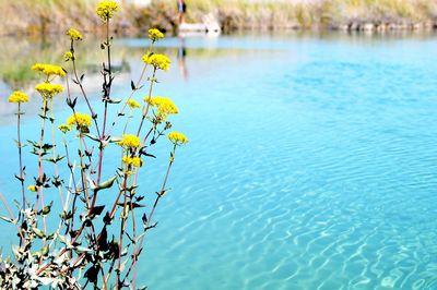 Close-up of leaves in lake against sky