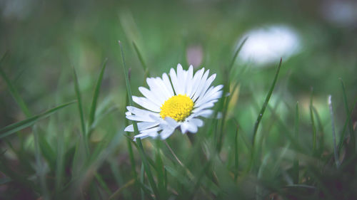 Close-up of white daisy flower on field