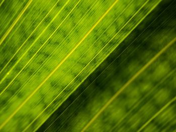 Full frame shot of plants