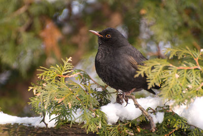 Bird perching on branch in winter